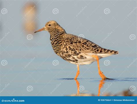 Philomachus Pugnax Calidris Pugnax Ruff Stock Photo Image Of