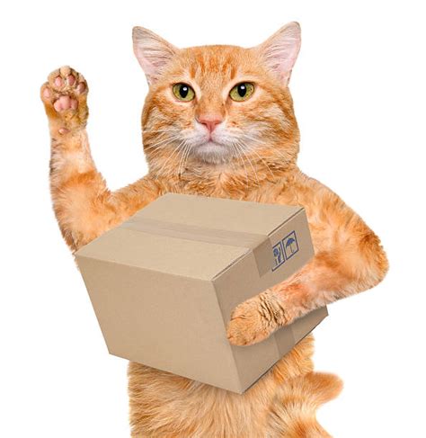 Mailman Funny Stock Photos, Pictures & Royalty-Free Images - iStock