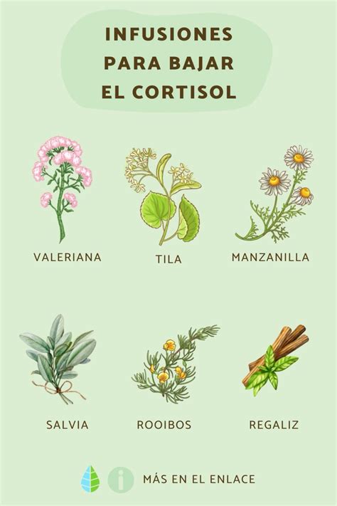 Infusiones Efectivas Para Reducir El Cortisol Naturalmente Ecologiayvida