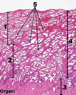 Uterus Diagram Quizlet