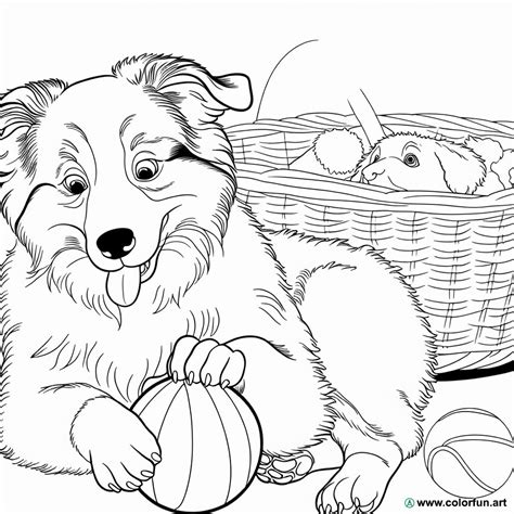 13 Coloriages De Berger Australien Coloriages Gratuits Pour Enfants