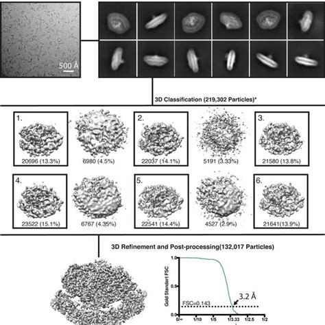 Cryo Em Data Processing Workflow Download Scientific Diagram