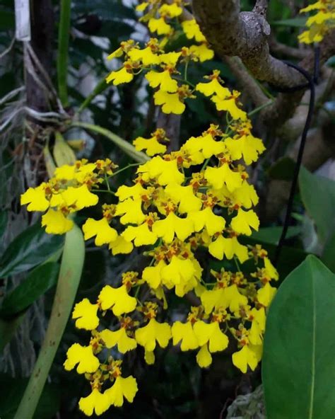 Orquídea oncidium 4 espécies do gênero e cuidados para seu cultivo