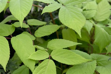 Aralia cordata 'Sun King’ - BBC Gardeners World Magazine