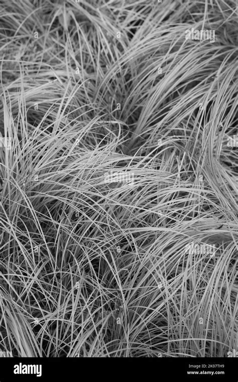 Full Frame Of Leafy Summer Grass Growing In The Meadow In A Black And White Monochrome Stock