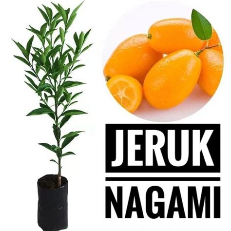 Jual Bibit Tanaman Jeruk Nagami Bibit Jeruk Nagami Shopee Indonesia