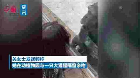 雄猩猩隔窗亲吻女游客：媳妇一来秒怂 迅速擦掉唇印 新闻频道 和讯网