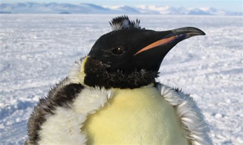 35 Photos of Truly Adorable Animals in Snow - noupe