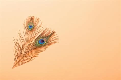 Premium Photo Peacock Feather On Pastel Color Paper Background Background