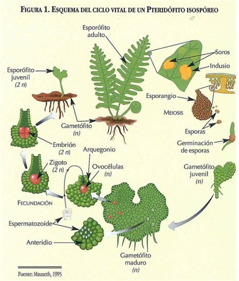 IDENTIFICACIÓN Y RECONOCIMIENTO DE LAS ESTRUCTURA DE LAS PTERIDOFITAS 2019