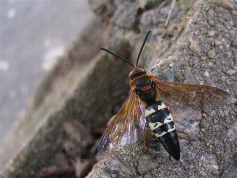 Cicada Killer Wasp Nc State Extension Publications