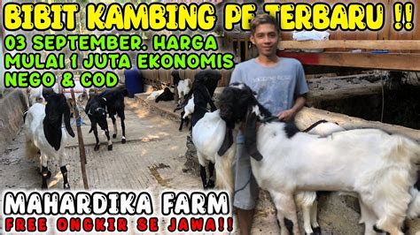 HARGA 2 7 JUTA DAPAT SEPASANG FREE ONGKIR SE JAWA Kambing PE