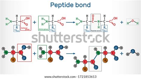 Peptide Bond: Over 1,280 Royalty-Free Licensable Stock Vectors & Vector ...