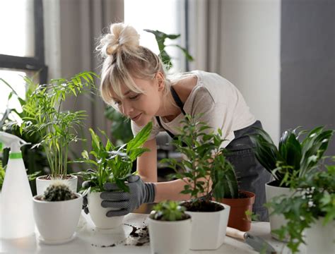 Como Cuidar De Plantas Dentro De Casa Veja As Principais Dicas