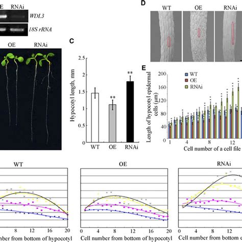 Wdl3 Negatively Regulates Hypocotyl Cell Elongation In The Light