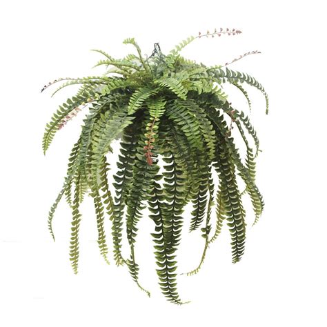 Double Boston Fern 110cm In Hanging Basket Greenery Imports