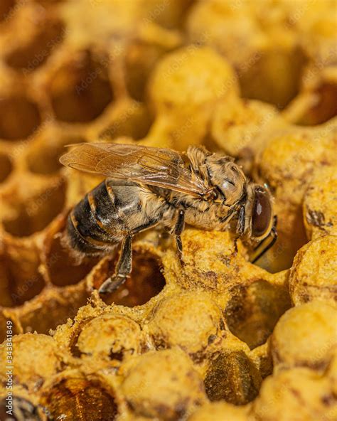 Drohne schlüpft aus Brutzelle einer Wabe aus Wachs in einer Bienenbeute