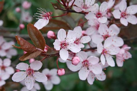 Prunus cerasifera