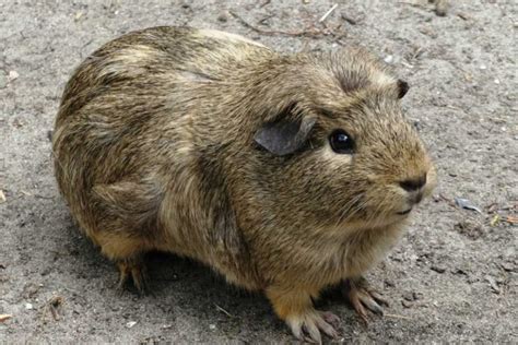 How Fast Can Guinea Pigs Run Atractivopets