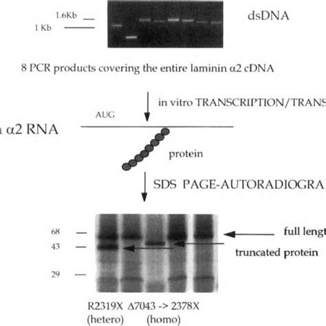 Identification Of Novel Laminin And Gene Mutations By Protein Trun