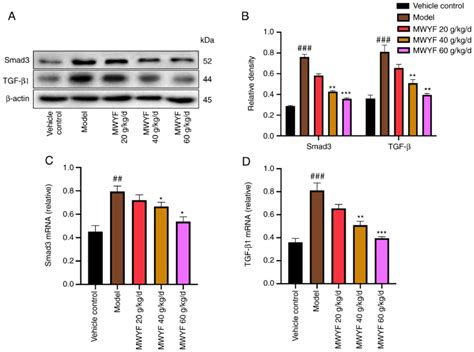 Effects Of Mwyf On The Expression Of Tgf β1 And Smad3 In The Pulmonary