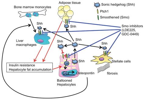 Hedgehog Signal In Hepatocytes Mediates Macrophage Recruitment A New