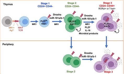 MicroRNAmanaging The Development Of MAIT Cells Koay 2019