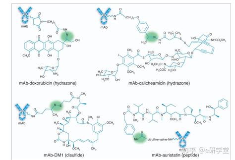 抗体偶联药物（adc）的表征及分析方法 知乎