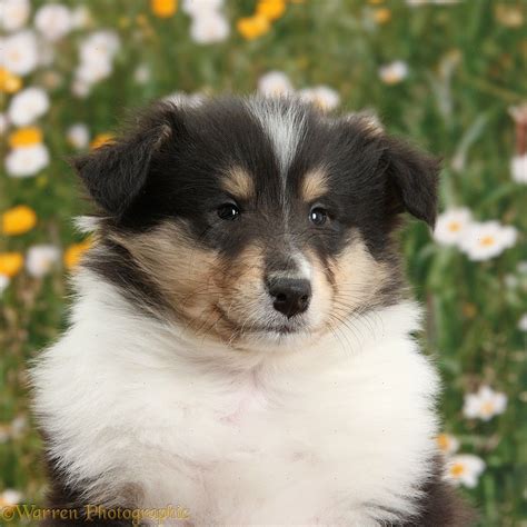 Tricolour Rough Collie dog puppy, 7 weeks old photo | Rough collie ...