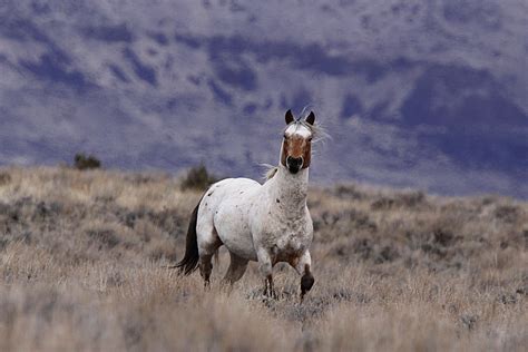 Oregon Wild Horse Copperhead 2 John Wheland Flickr