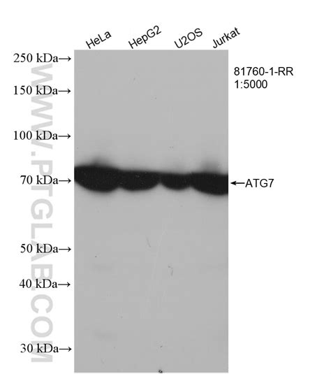 Atg Antibody Rr Proteintech