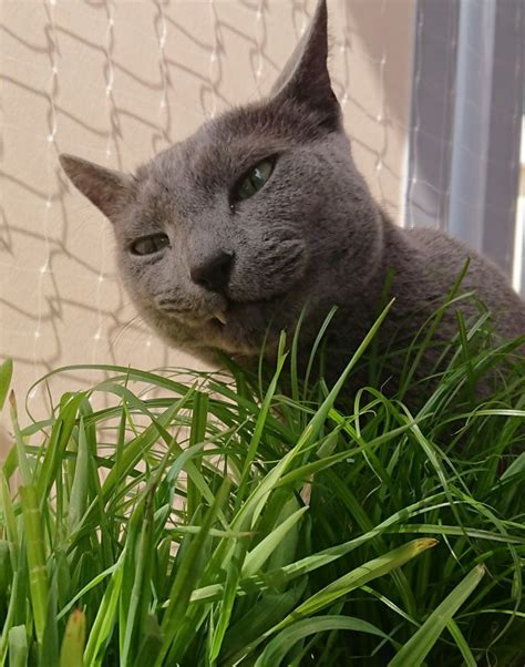 Pin Von Marta Boiardi Auf Blu Di Russia Blaue Katzen Russische Blaue