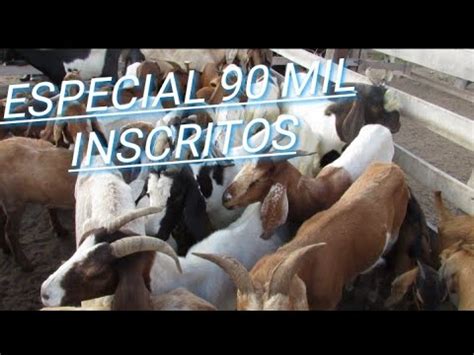 11 FEIRA DE OVELHAS E CABRAS DE CACHOEIRINHA PE DIA 12 03 2020