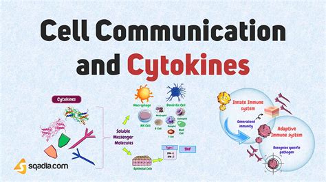 Cell Communication And Cytokines