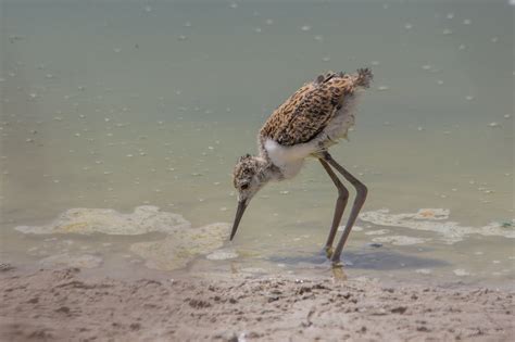 Black Winged Stilt Black Winged Stilt Himantopus Himantop Flickr