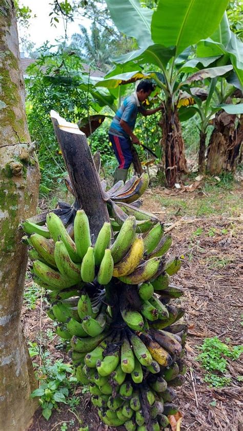 1,388 Banana Harvesting Stock Photos - Free & Royalty-Free Stock Photos from Dreamstime