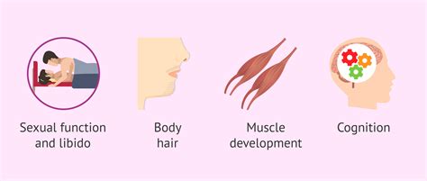 Testosterone Function In Women