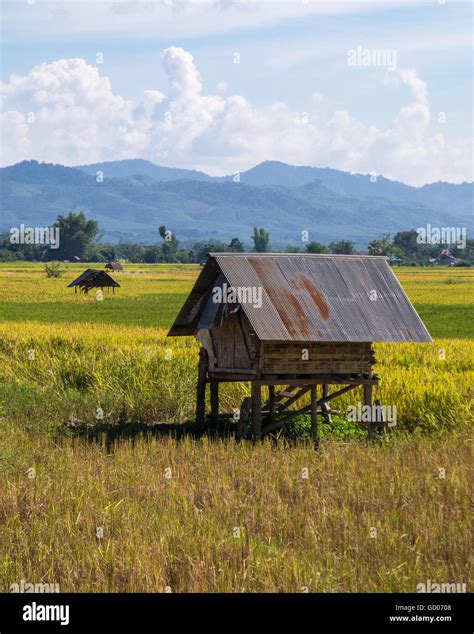 Laos rice fields hi-res stock photography and images - Alamy