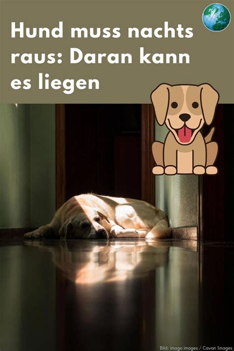 Pin Auf Mein Hund