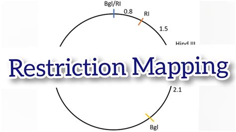 Restriction Mapping Circular And Linear DNA Restriction Mapping