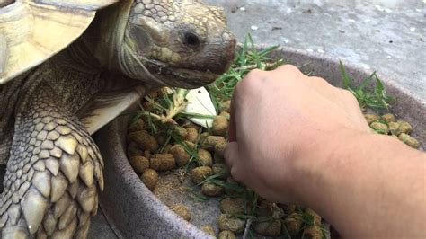 Sulcata Tortoise Picking Mazuri Tortoise Pellets From My Fingers Youtube