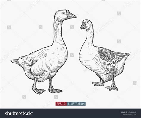 Hand Drawn Goose Isolated Engraved Style Stock Vector Royalty Free 1074455042 Shutterstock