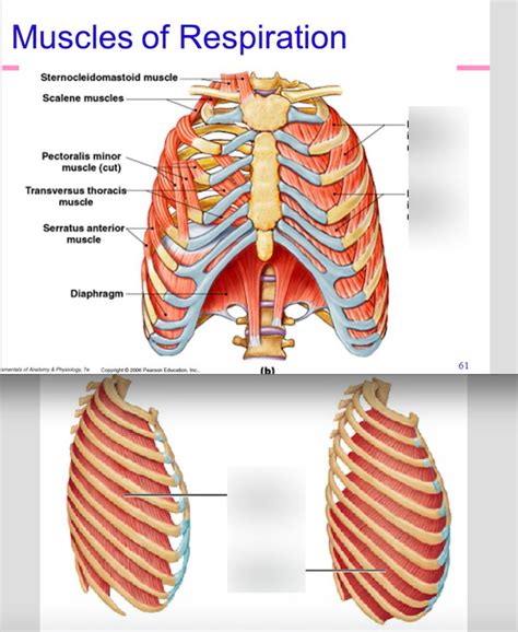 Muscles of trunk 3 Diagram | Quizlet