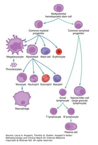 Hematology Flashcards Quizlet