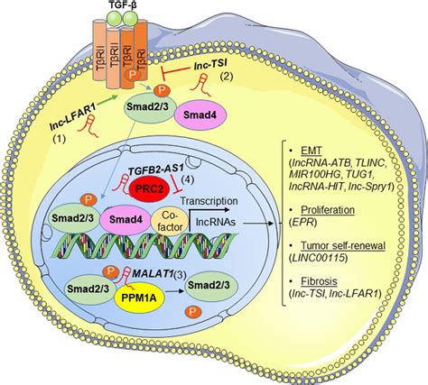 Tgf Signaling Regulates Lncrna Expression And Mechanisms Of Tgf