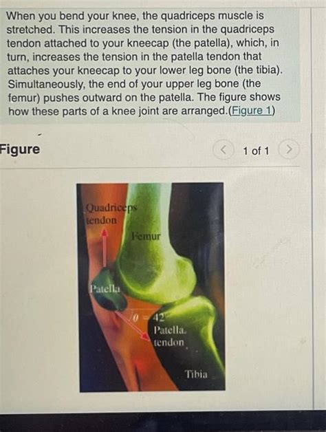 Solved When You Bend Your Knee The Quadriceps Muscle Is Chegg