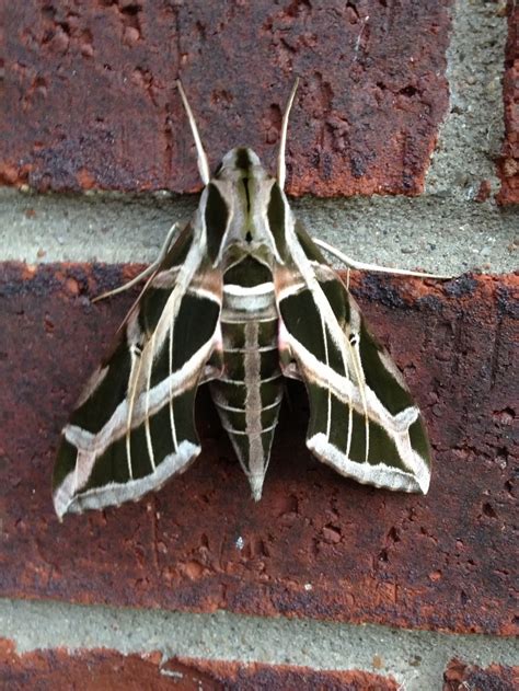 Large Moths — Texas Insect Identification Tools