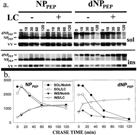 Proteasome Dependent Degradation Of DNPpep 143B Cells Were Pulse