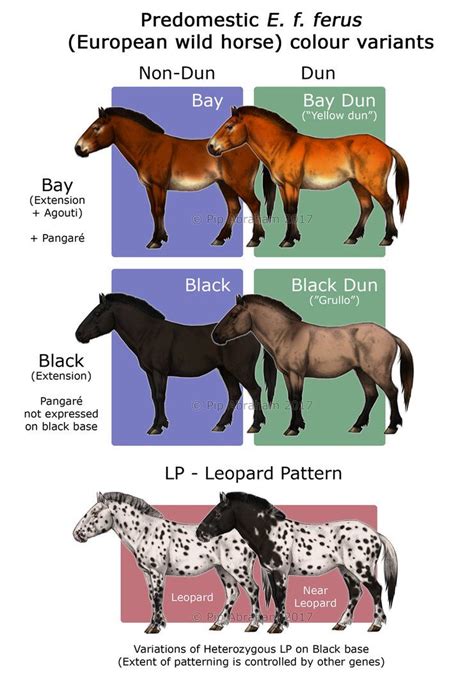 Colours of the Ice Age Horse by oxpecker on DeviantArt in 2023 | Wild ...