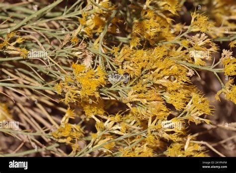 Yellow Flowering Racemose Discoid Head Inflorescences Of Ericameria